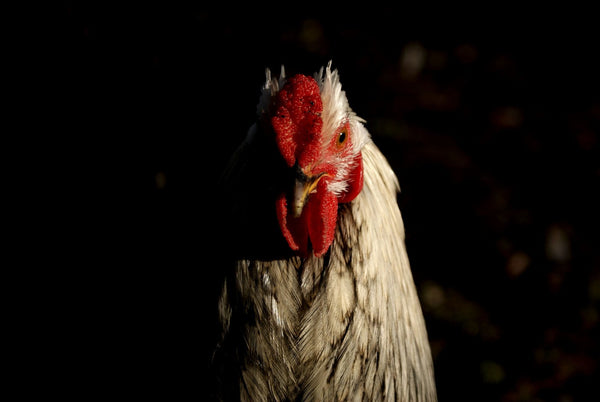 Evil Chicken